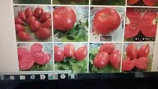Где заказываю семена томатов и перца. Проверенные источники!