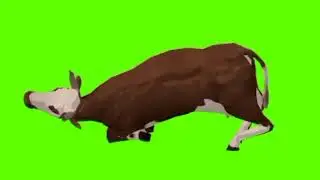 Green screen cow video | cow death green screen