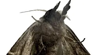 Clostera ( looks like a creature)