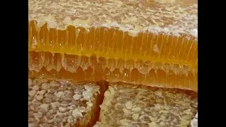 Дикий мед