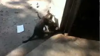Kitten battle