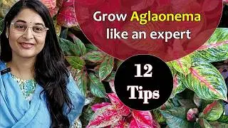 🔴AGLONEMA PLANT CARE /CHINESE EVERGREEN PLANT/ SAVE DYING AGLAONEMA LIPSTICK #aglonema #garden