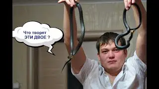Брачные игры Ужей в моем террариуме!! Осень