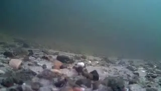 barbel