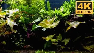 Loop this freshwater fish tank video on any SMART TV
