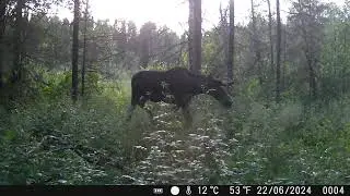 20240622 лось прошел туда сюда