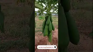 เกษตรอินทรีย์ปลูกผักปลอดสารทานเองอยู่แบบพอเพียง