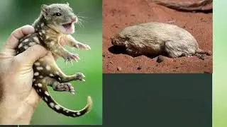 Класс Звери