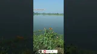 Beautiful butterflies😍🦋