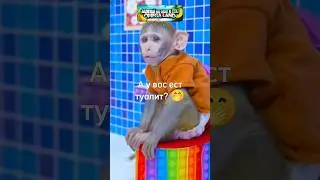 Самый тупой вопрос гостей 🤪 #OmegaLand #monkey #rek #funny #юмор #обезьяна #brother #прикол #animals
