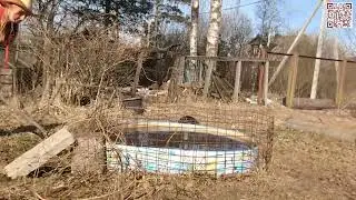 Marta Vlog  Gardening  I plant honeysuckle 