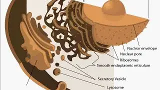 कोशिका – Cell Organelle – Golgi Apparatus, Structure and Function – in Hindi