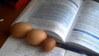 Курица снесла голубиное яйцо