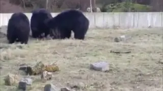 These Three Bears Playing With a Pink Balloon Will Make Your Friday