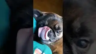 Брабансончик Бруно зевает.🐶