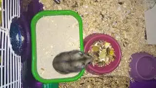 Уход за хомячками. Рождение маленьких хомяков.