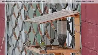 Чечётки хозяйничают у птичьей кормушки.