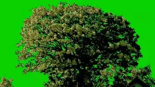 Tree Green Screen No Copyright | Free to use |