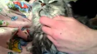 Приколы с животными [часть 1]