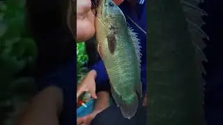 ikan beto