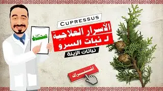 ما لا تعرفة عن الفوائد الطبية واستخدامات نبات السرو | Cupressus
