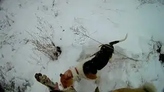 Охота на зайца. В бой идут... Опять собаки!!!
