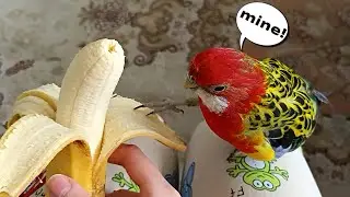 only Bird Owners can Relate...