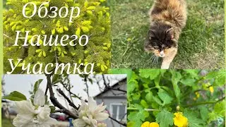 Обзор нашего участка#жизнь в деревне