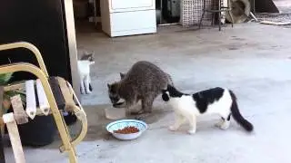 Енот ворует еду у кошек