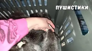 Новый снежный день и маленькие НУТРЯТА. 17.02. 25