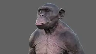 zbrush character tutorial | chimpanzee sculpting