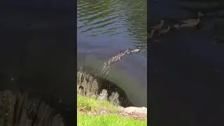 Фильм ужасов на 20 секунд.