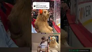WHO’S THAT DOG?! #goldendoodle #petfluencer #dogshorts