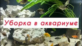 Аквариум с цихлидами на 1300 литров новый дизайн😍😍😍cichlid aquarium 1300 liters new design😍😍😍