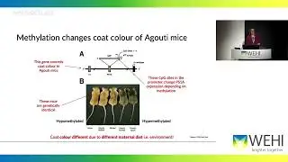 Maksimovic J (2024) - Measuring methylation: from arrays to sequencing