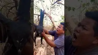 Big eagle catching on a tree