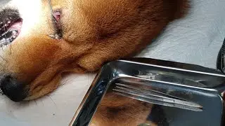 dog eye parasites removal 강아지 안충 제거