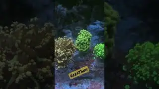 Морская нарезка #reeftank #reef #морскойаквариум #euphyllia #night
