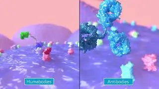 Humabodies in Action | Biopharma Animation on Therapeutic Applications