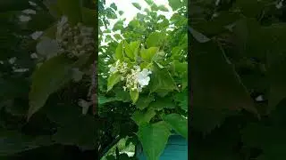 20 июля.и опять цветёт  Калина.