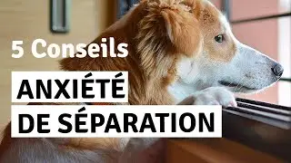 MY DOG DOESN'T LIKE TO BE ALONE