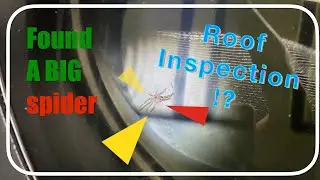 Annual roof inspection found a spider 🕷️ carcass