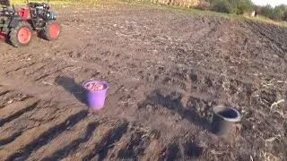 посев чеснока мототрактором