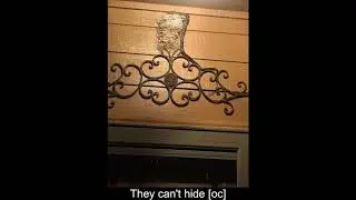 WTF!!!!! #4