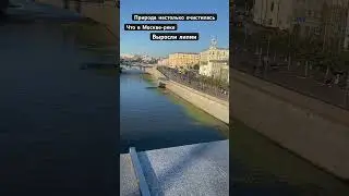 Москва-река заросла лилиями! Настолько очистилась природа!