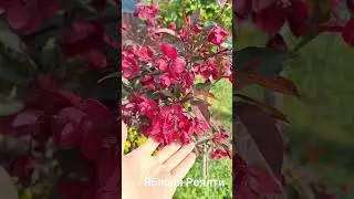 Декоративная яблоня Роялти