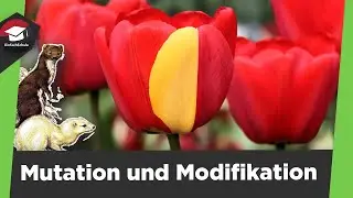 Mutation and modification explained simply - Genotype and phenotype - 3 types of mutation explain...