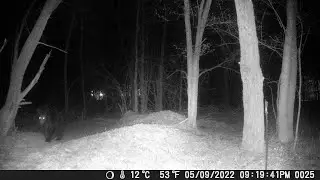 black bear on trail camera