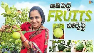 Fruits Harvest on terrace || TELUGU GARDEN VLOG