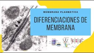 Diferenciaciones de la Membrana